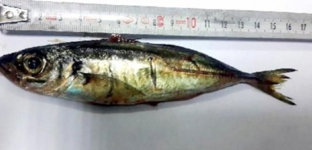 16 cm'lik balığı yutan kadın hayatını kaybetti