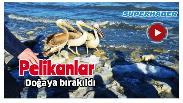 Tedavi Edilen Pelikanlar Burdur Gölü'ne Bırakıldı