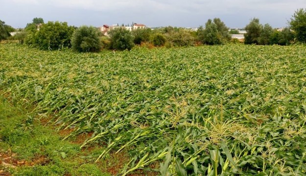 Antalya’da mısır üreticisini dolu vurdu  
