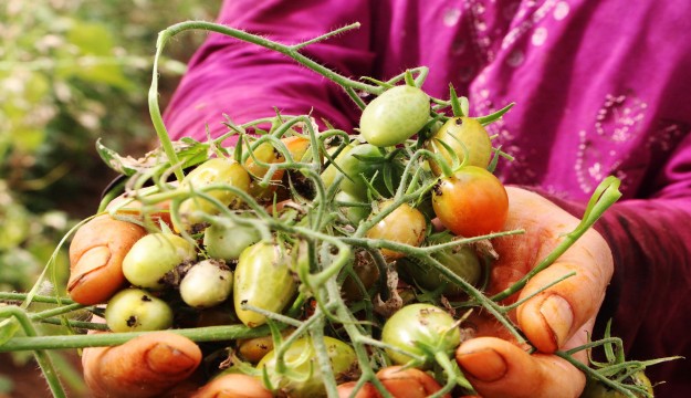 Antalya’da ‘tuta’ yüzünden binlerce ton domates çöpe gitti 