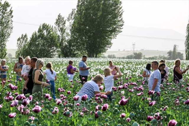 Antalya yolunda tatilcilere "Afyon çiçeği" sürprizi