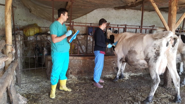 Antalya'da 42 bin 158 baş hayvan  Şap hastalığına karşı aşılandı 