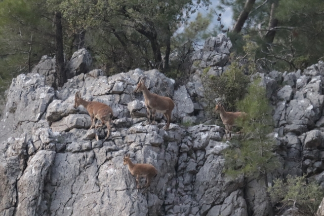 Antalya'da dağ keçileri yavrularıyla görüntülendi
