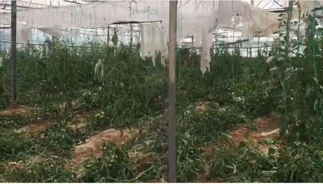 Antalya'da domates ekili seraya kimliği belirsiz kişilerce zarar verildi