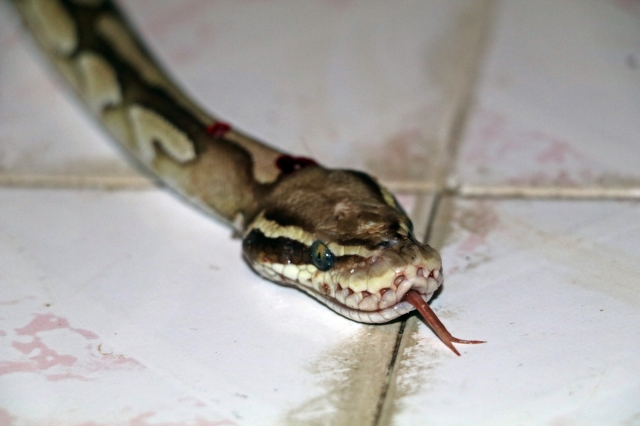 Antalya'da inanılmaz olay, balkondaki su giderinden Piton yılanı çıktı 