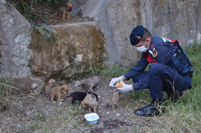 Antalya'da jandarmadan, aç kalan köpek ve yavrularına şefkat eli