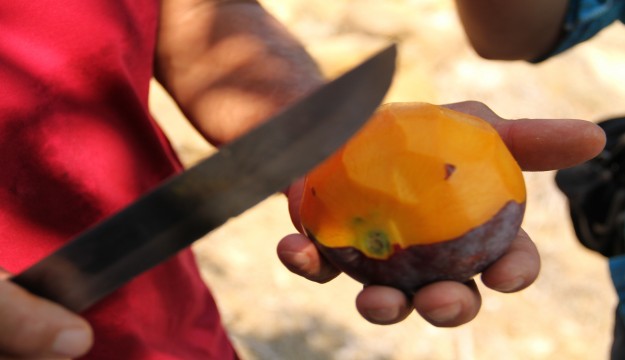 Antalya'da mango hasadı başladı 