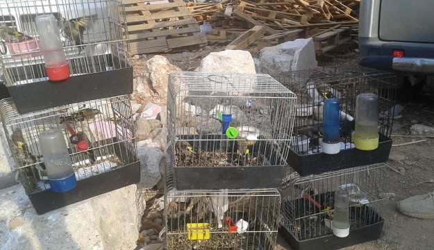  Antalya'da saka kuşu satanlar yakalandı 