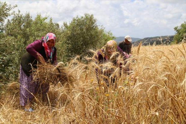 Antalya'da yılın ilk buğday hasadı başladı