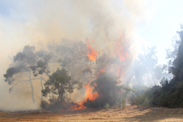 Antalya'daki orman yangını ucuz atlatıldı  
