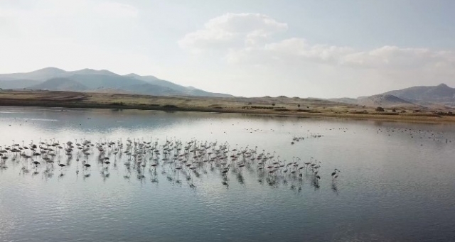Burdur'a flamingolar akın etti! video haber