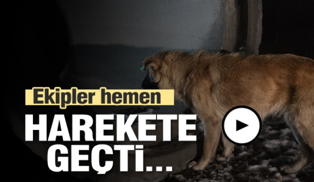 Isparta'da belediye ekipleri sokak hayvanları için düğmeye bastı