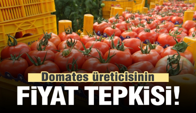 Isparta'da domates üreticisinin fiyat tepkisi 