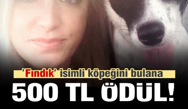 Kaybolan Fındık isimli köpeğini bulana 500 lira ödül verecek 