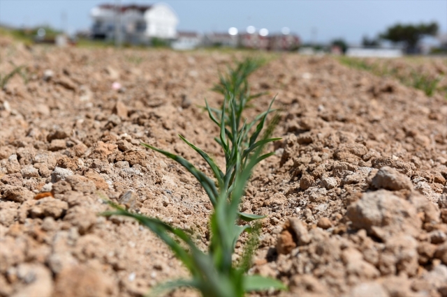 Muratpaşa'da ekilen mısırlar topraktan çıkmaya başladı