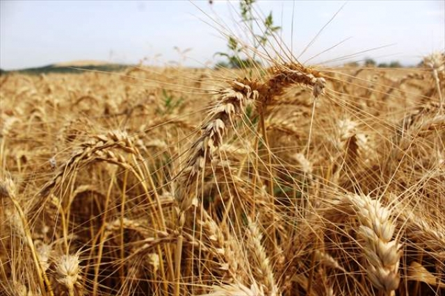 Osmaniye’de yağışlar buğday üretimine yaradı