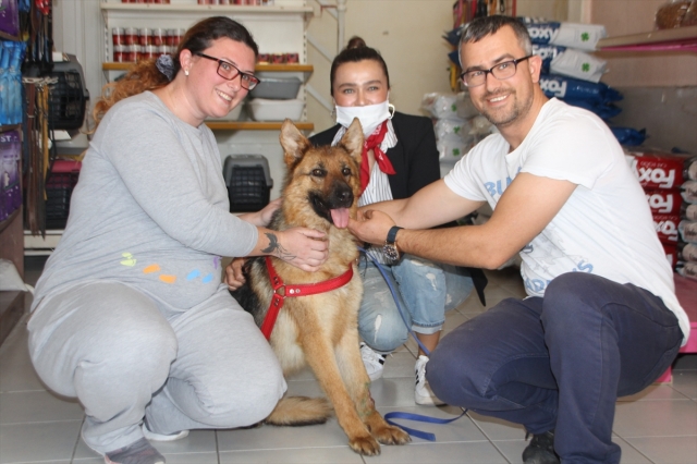 Serik'te yaralı bulunan sokak köpeği sahiplendirildi