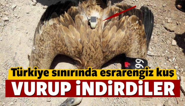 Türkiye sınırında kameralı çipli kuş