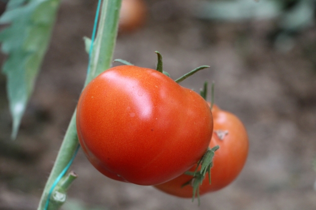 Türkiye'nin domates merkezinden tüketiciye müjdeli haber 