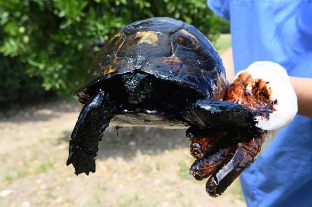 ​Zift içindeki 3 kaplumbağa kurtarıldı
