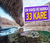 Vahşi doğadan harika 33 fotoğraf