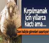 Kırpılmamak için yıllarca kaçtı ama...