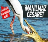 Leyleğin inanılmaz cesareti