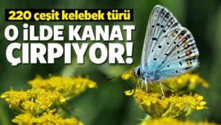 220 çeşit kelebek türü o ilimizde kanat çırpıyor