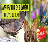 Türkiye’nin ilk kelebek müzesi