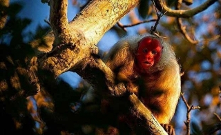 işte En ilginç hayvanlar! Böylesini görmediniz!