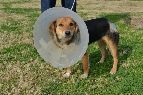 ÖLÜME TERK EDİLEN SOKAK KÖPEĞİNİN YENİDEN HAYATA DÖNÜŞÜ