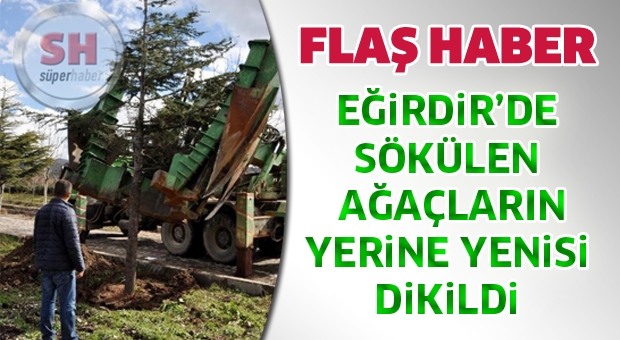 Eğirdir'de Sökülen Ağaçlar Başka Yere Dikildi