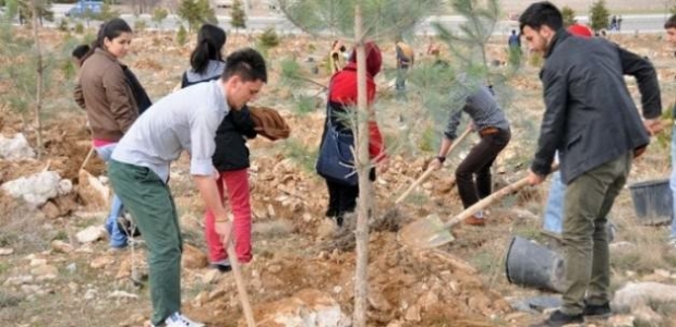 Avrupa'dan Türkiye'ye ağaçlandırma övgüsü