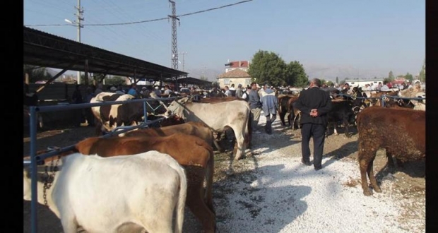 ŞARKİKARAAĞAÇ HAYVAN PAZARI ŞAP HASTALIĞI SEBEBİYLE KAPATILDI
