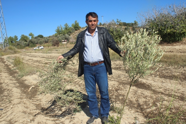  140 Zeytin ağacı kimliği belirsiz kişilerce kesildi 