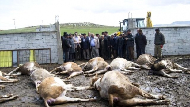 13 Adet Büyük Baş Hayvan Ölü Bulundu
