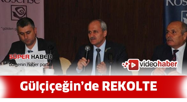 Gül çiçeği üretiminde rekolte arttı