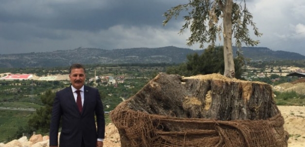 Mersin'de 800 yıllık mucize!