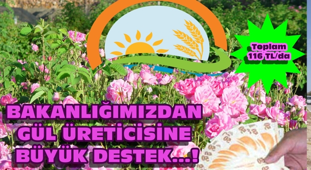 Gül Üretimi Yapan Üreticilere Bakanlıktan Büyük Destek Geldi