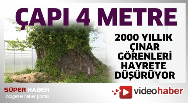 Tarihi çınar ağacı