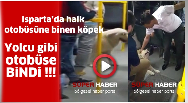 Köpeğin Otobüste Yolculuğu Şaşırttı