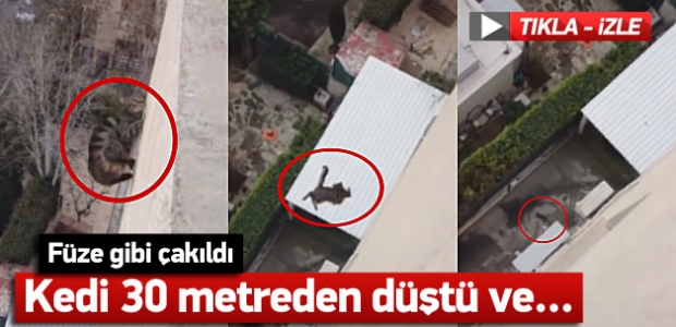​Dört ayak üzerine düşen kedi