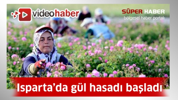 Isparta'da ilk gül hasadı Ardıçlı'dan