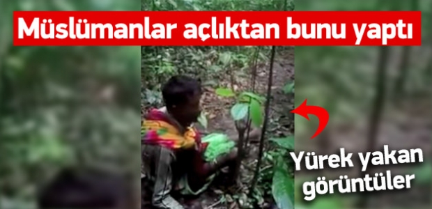 Arakanlı Müslümanlar açlıktan ağaç yaprağı yiyor
