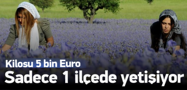 Zambak yağın kilogramı 5 bin euro