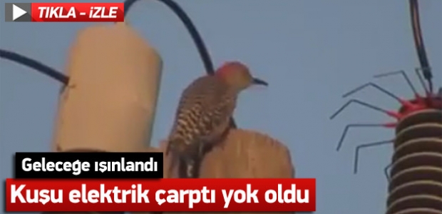 Kuşu elektrik çarptı yok oldu