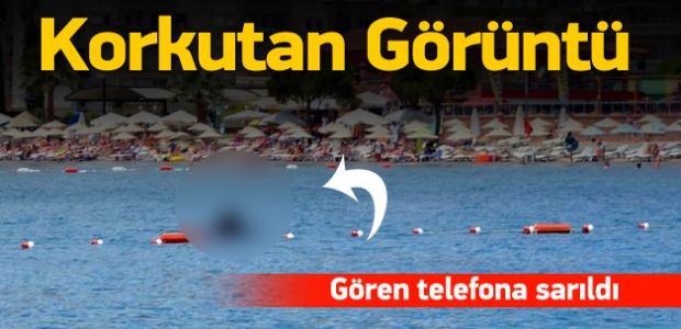 Marmaris'te köpekbalığı paniği!