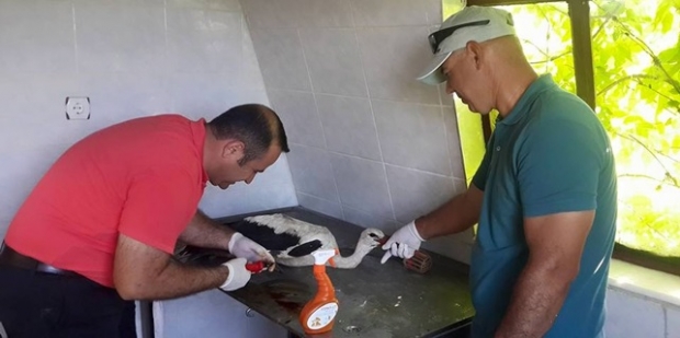 Rüya Park’ta yaralı hayvanlara ilk müdahele