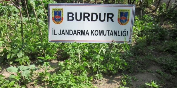Kenevir Operasyonu