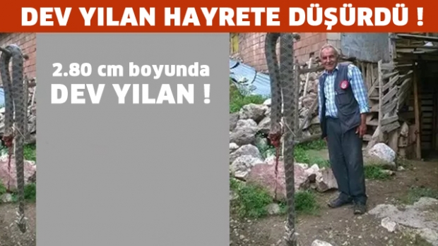 çatıdan balkona düşen dev yılan hayrete düşürdü.